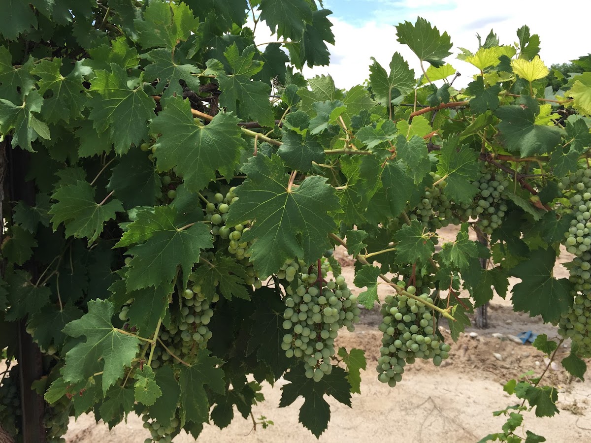 BALZANO VINEYARD & WINERY