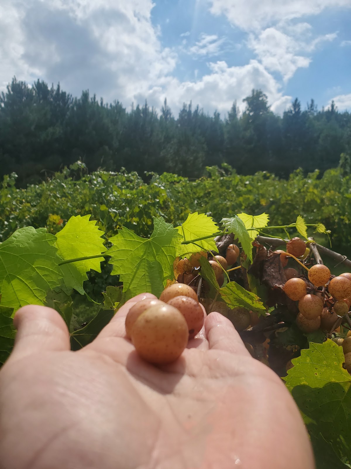 Bannerman Vineyard