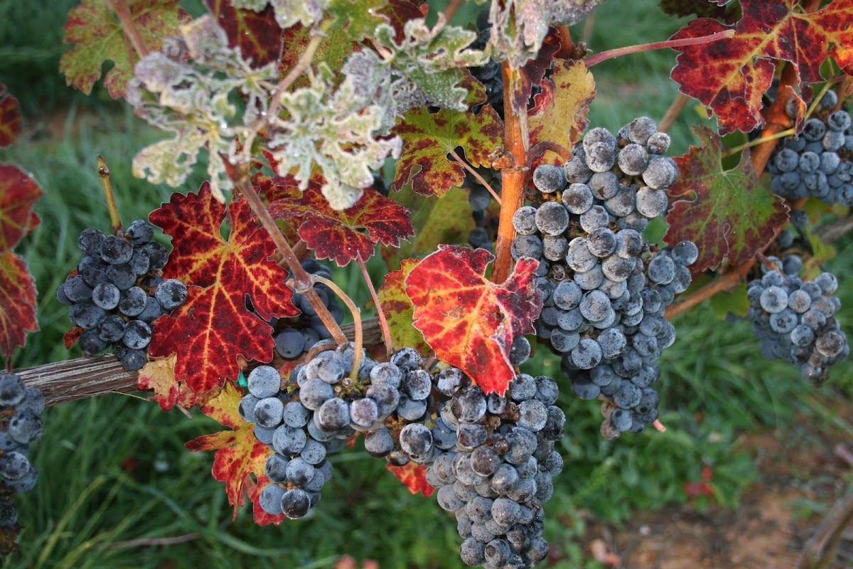 BARBOURSVILLE WINERY, INC.