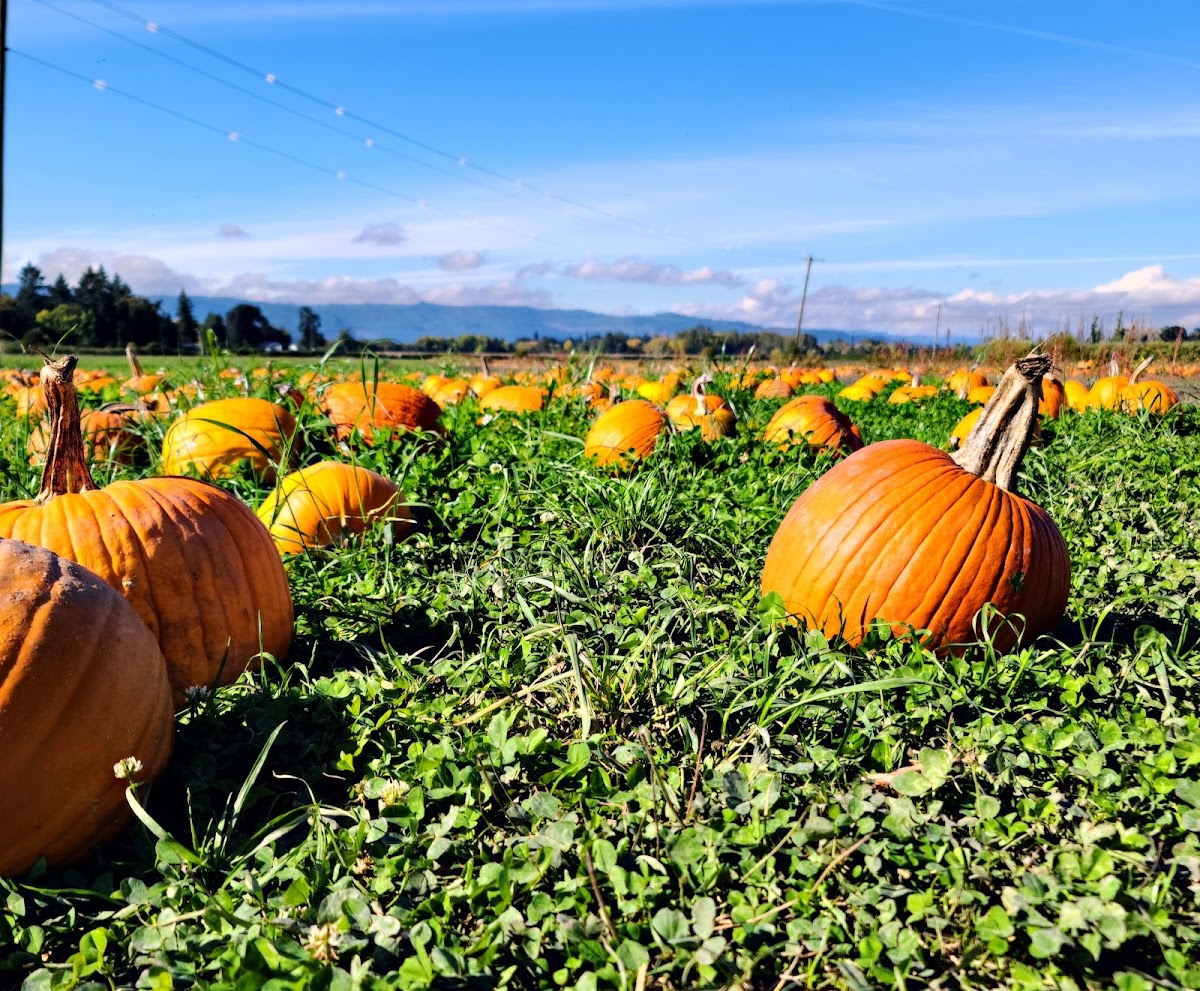Bella Organic Farm LLC