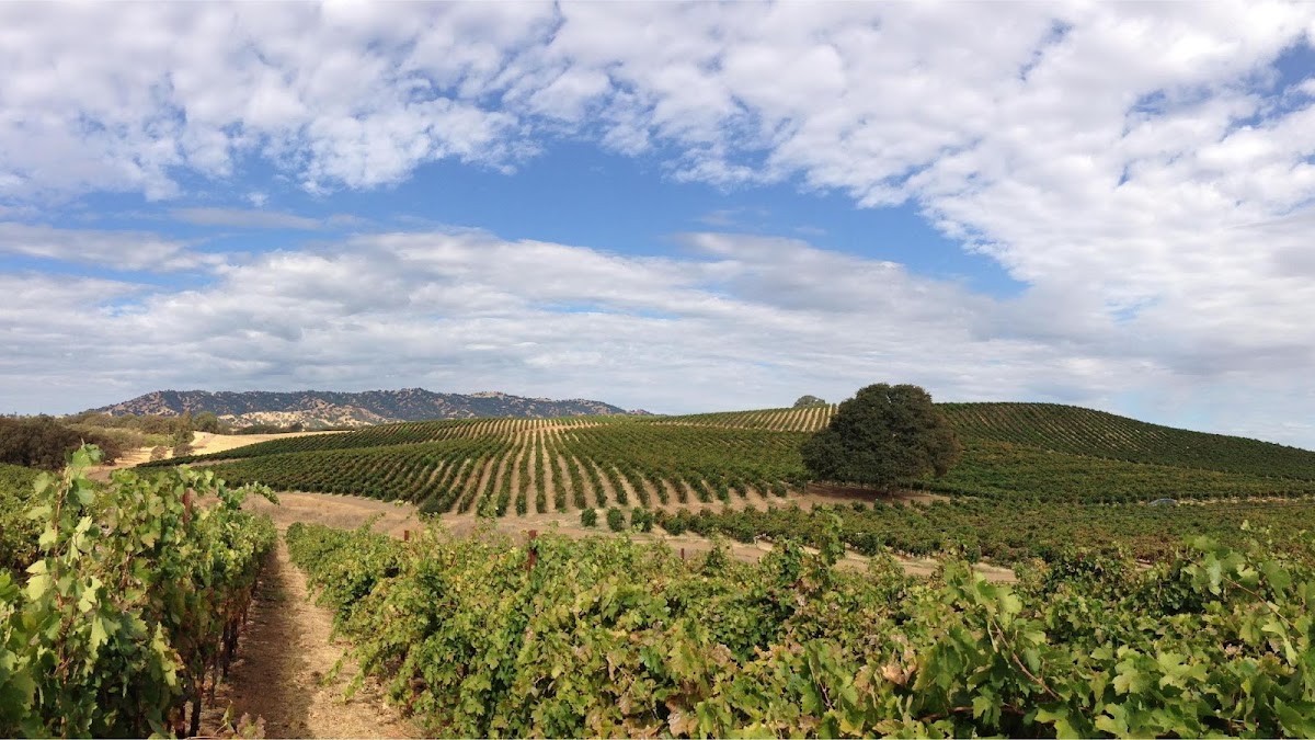 BERRYESSA GAP VINEYARDS