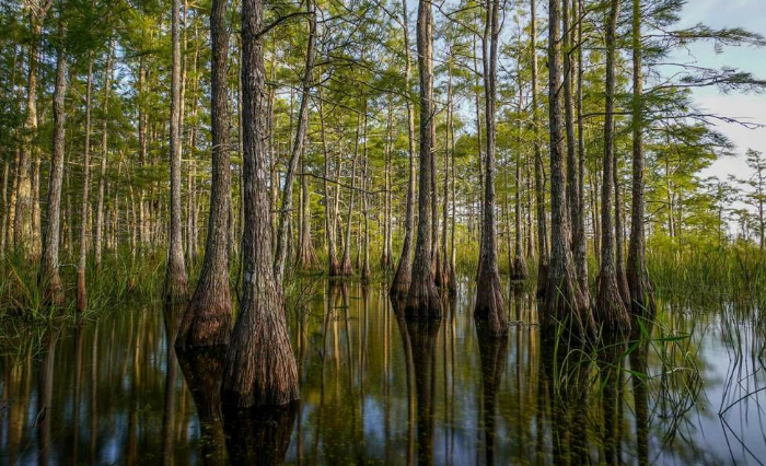 BIG CYPRESS WINERY