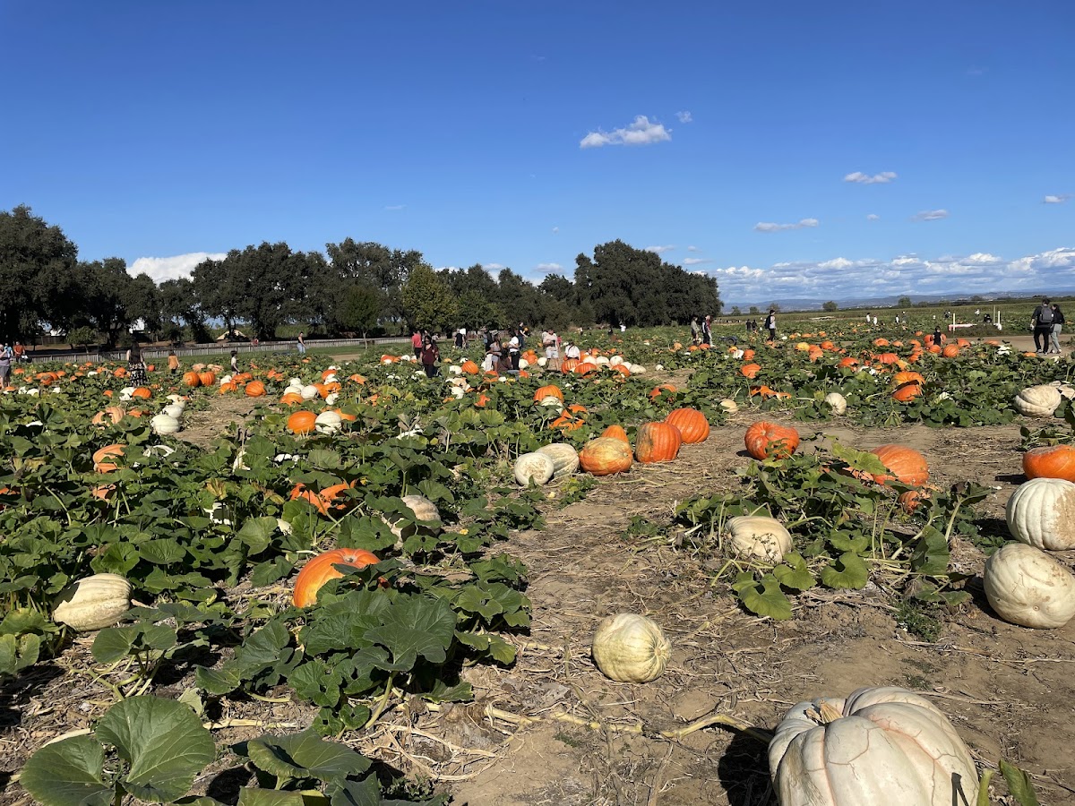 Bishop's Pumpkin Farm, Inc