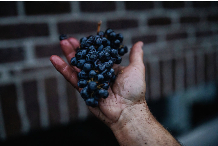 Borelli Family Cellars, LLC