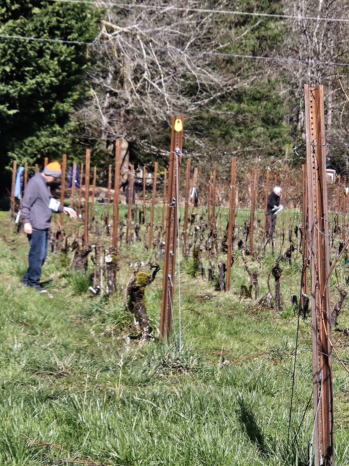 Boulton Vineyards and Cellars
