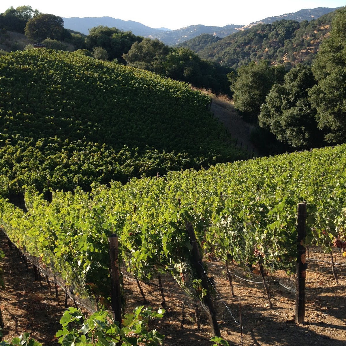 Boyle MacDonald Wines