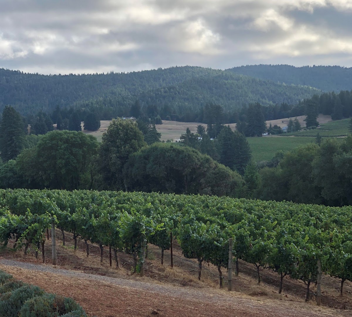 BRASHLEY VINEYARDS LLC