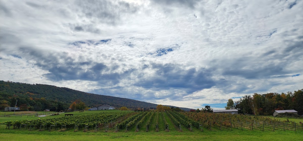 Broad Mountain Vineyard
