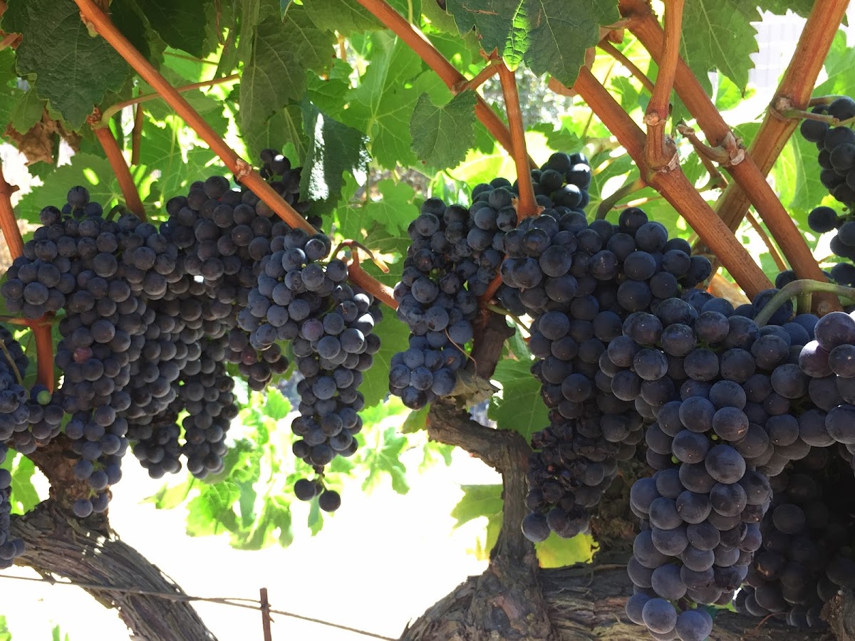 Broadway Vineyards