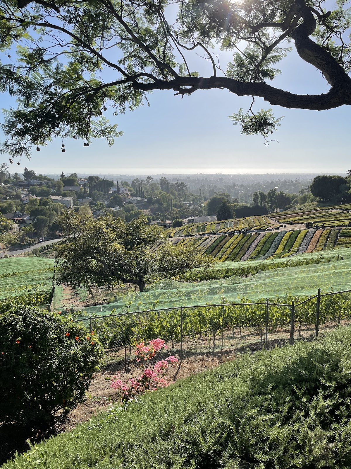 Brooking Vineyards