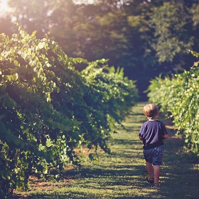 Bryant Vineyard
