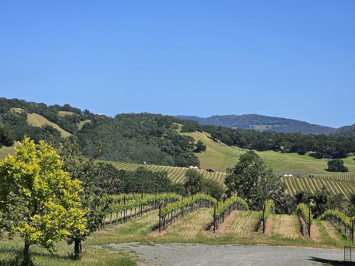 Buehler Vineyards