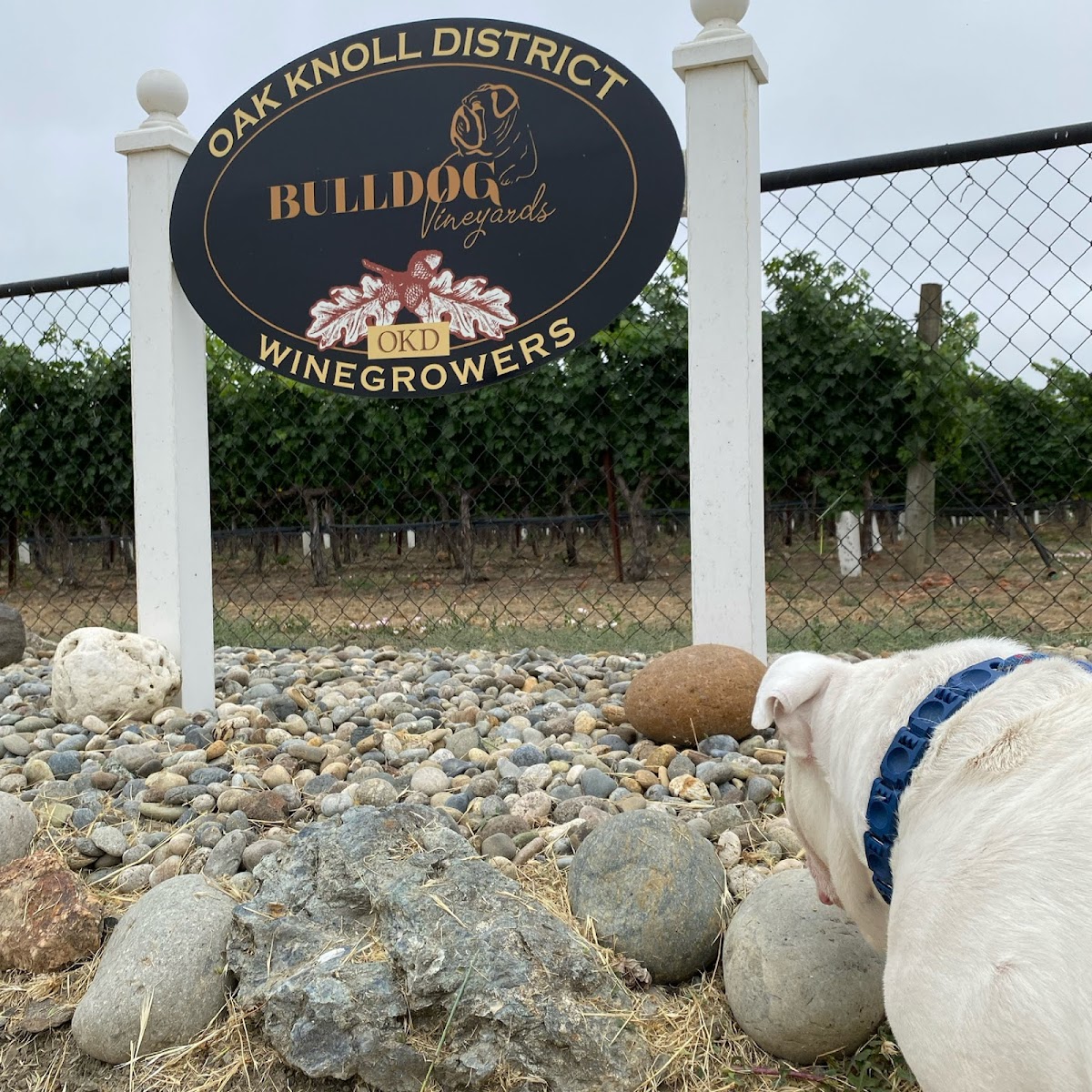 Bulldog Vineyards