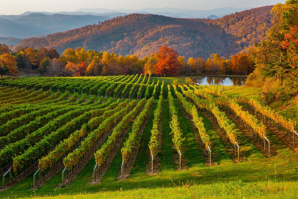 Burntshirt Vineyards, LLC