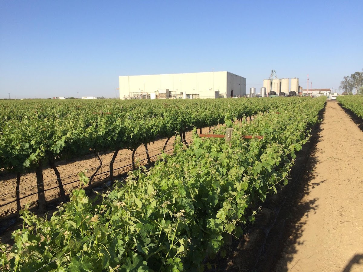 Cacciatore Fine Wines and Olive Oil Corp.