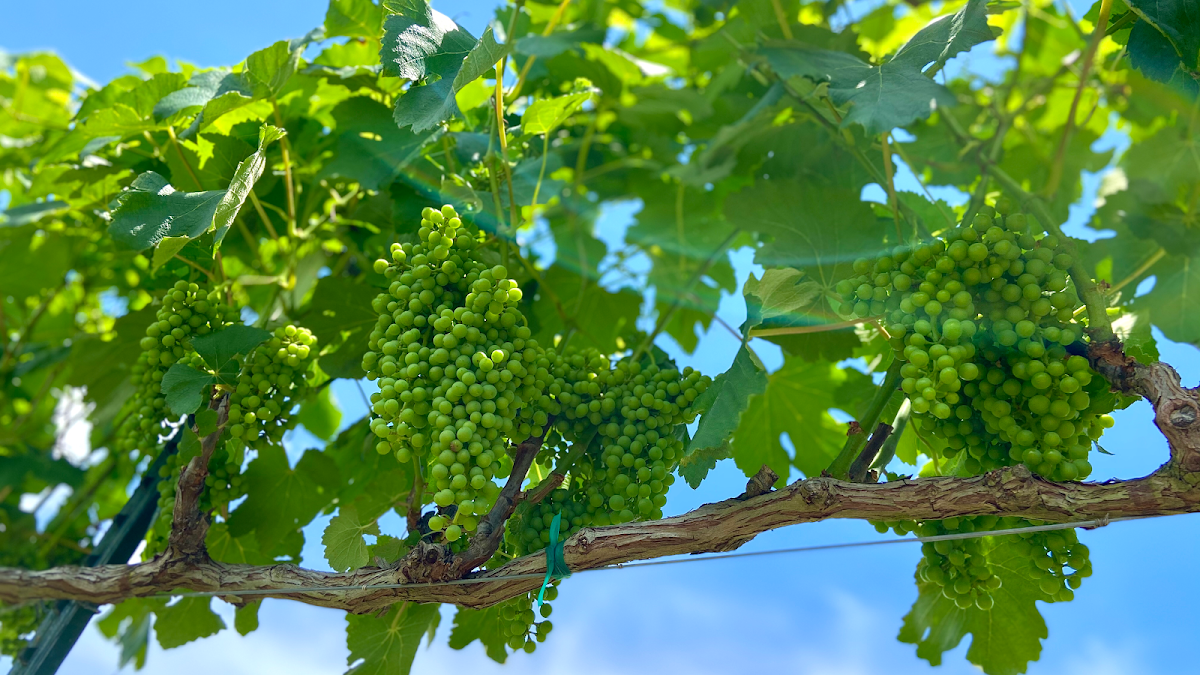 Cannon Creek Vineyard, LLC