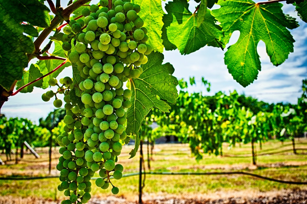 Castle Oaks Vineyard and Winery, Inc.