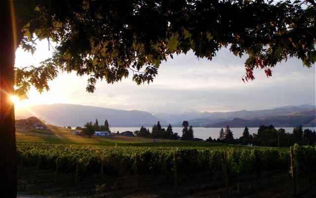 Castle Vineyards