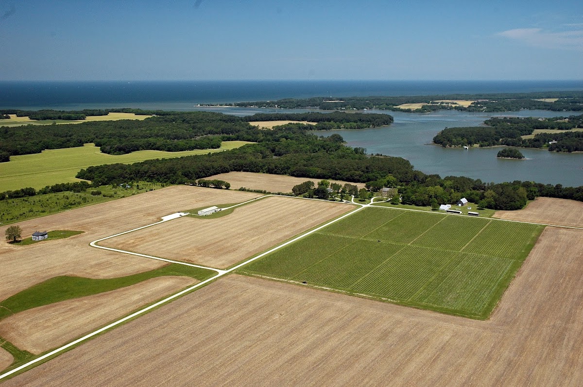 CHATHAM VINEYARDS LLC