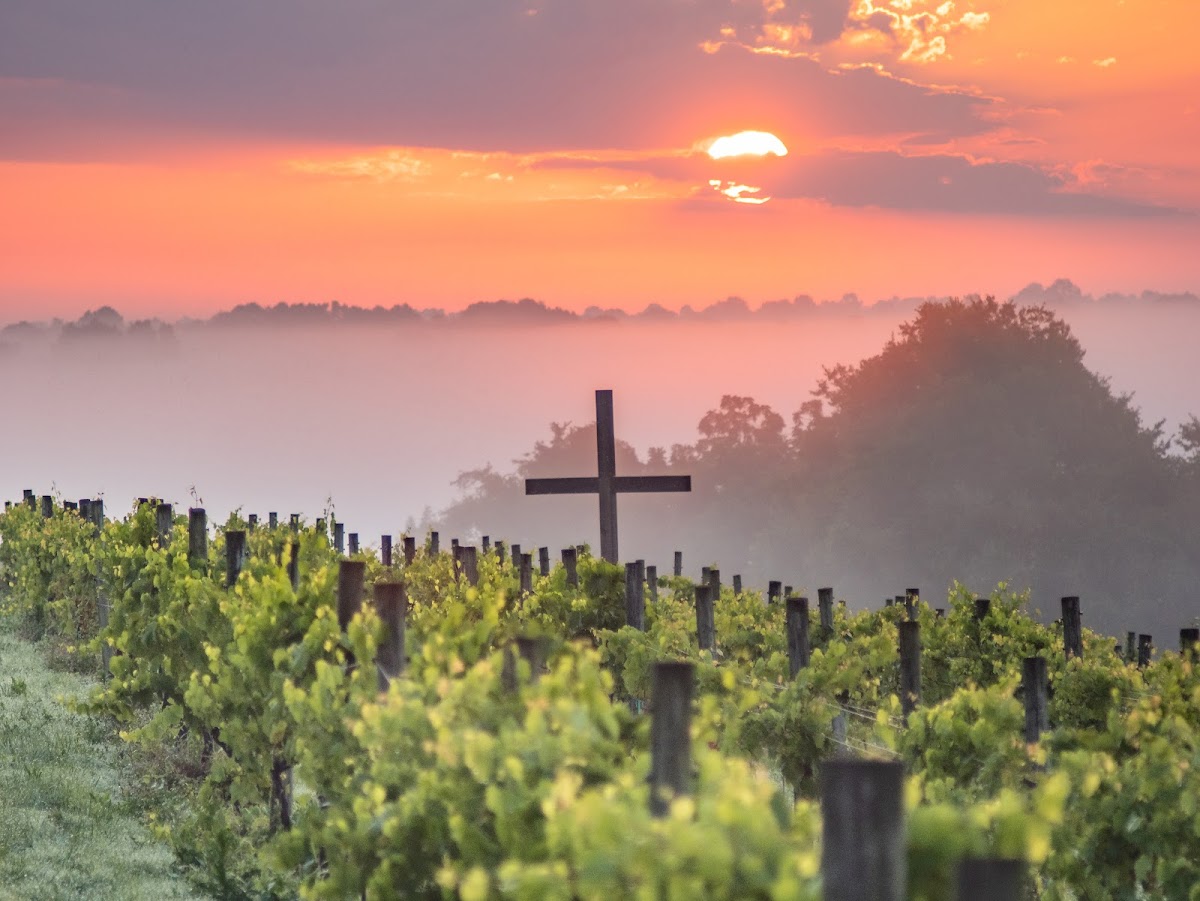 Chenault Vineyards