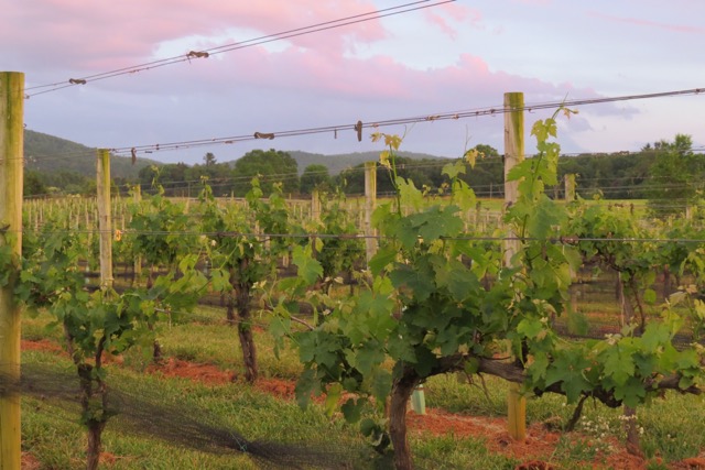 Chestnut Oak Vineyard, LLC
