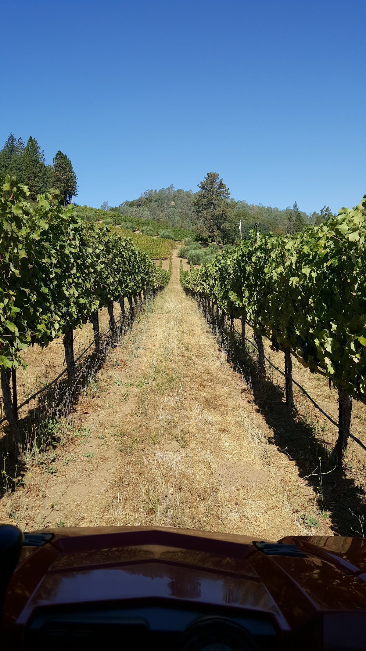 Cimarossa Vineyards
