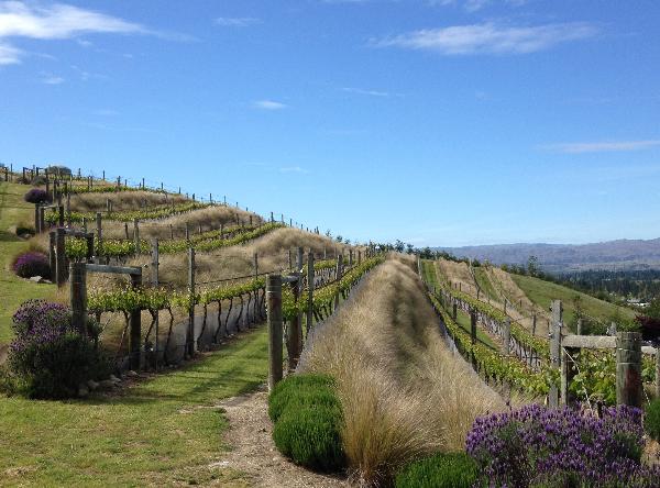 Clyde Village Vineyard