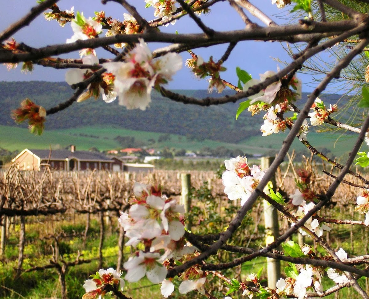 Cradle of Hills Wines