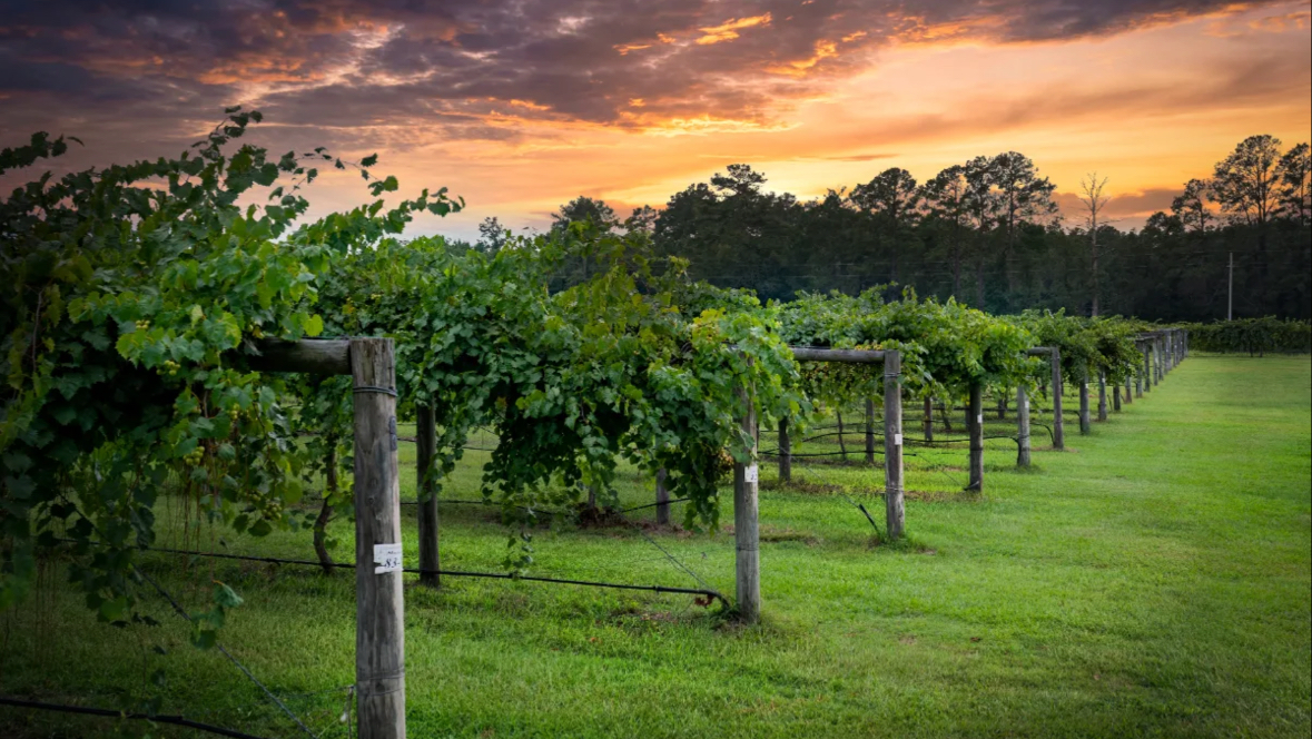 Cypress Bend Vineyards