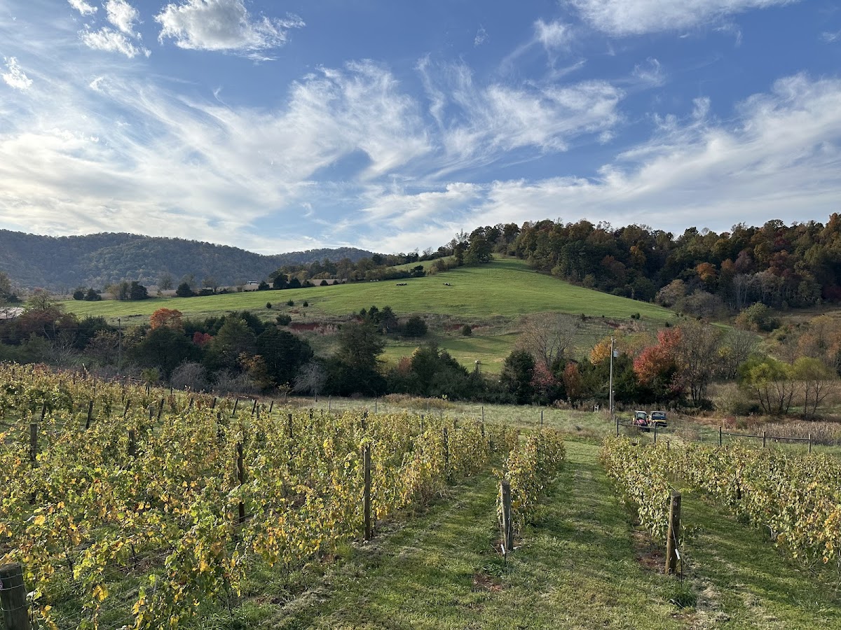 Delve Wines LLC