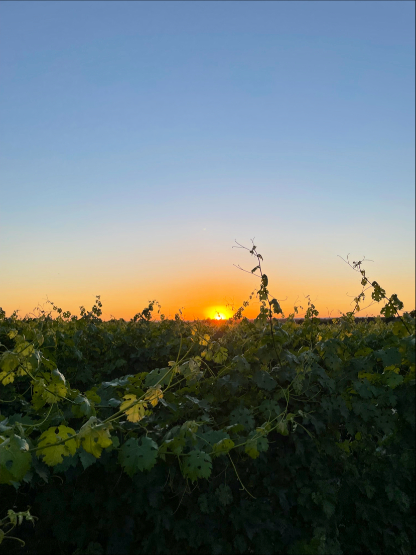 Deux Soldats Estate Vineyard