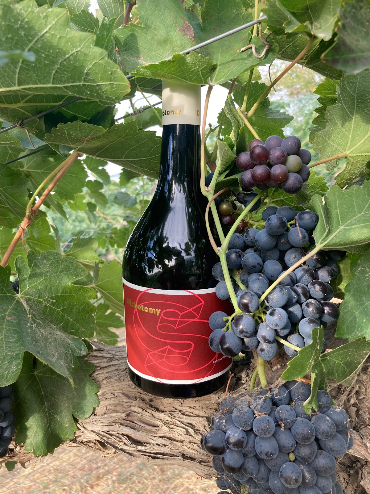 DICHOTOMY VINEYARDS LLC