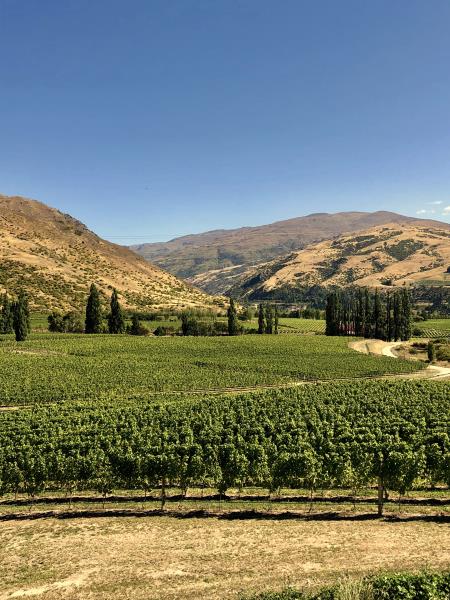 Domain Road Vineyard