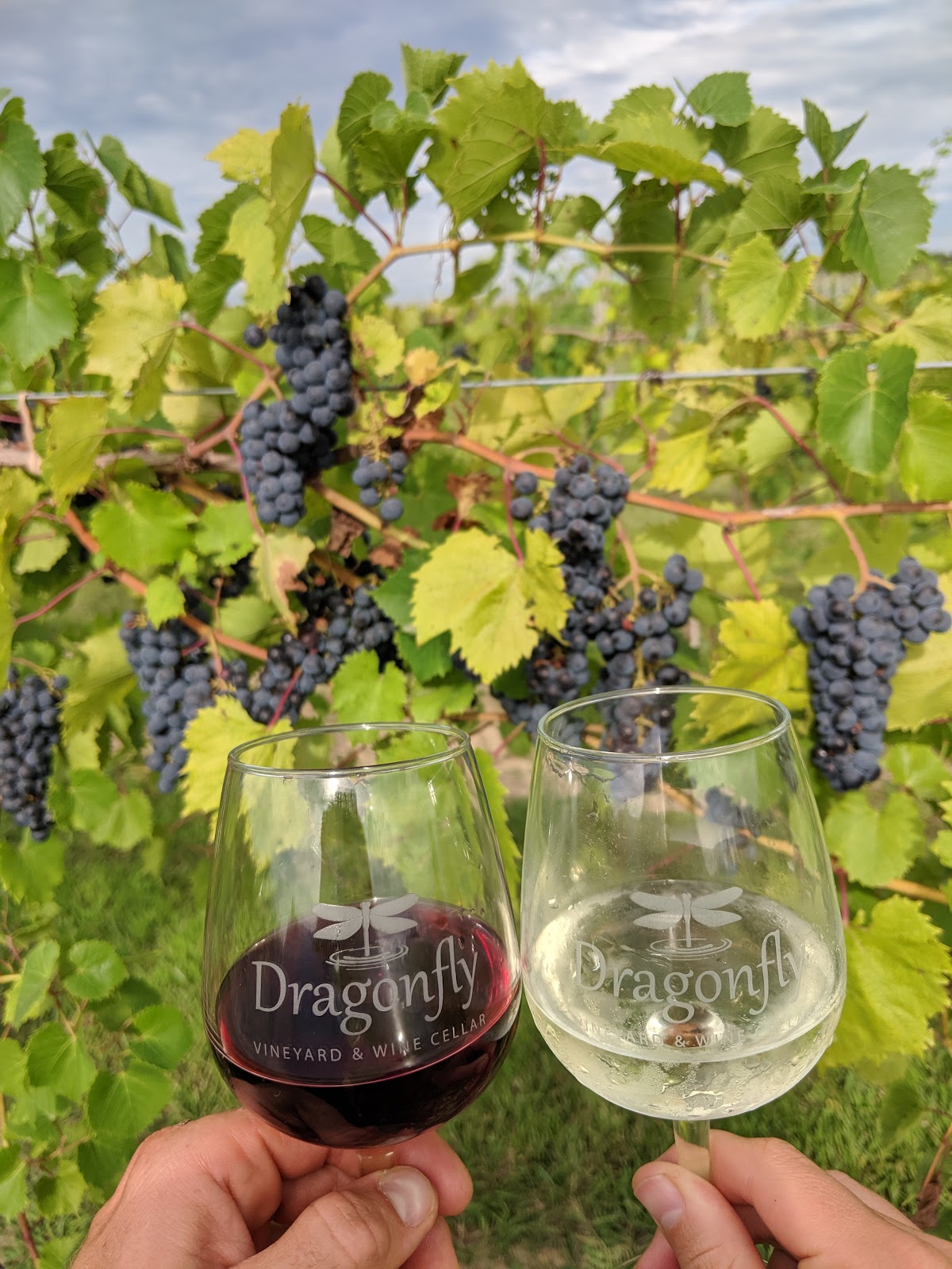 Dragonfly Vineyard & Wine Cellar