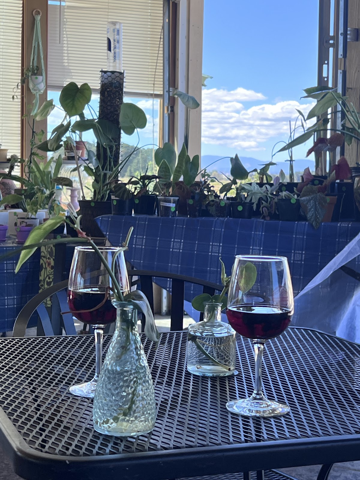 Elysium Botanicals Wines & Vineyard