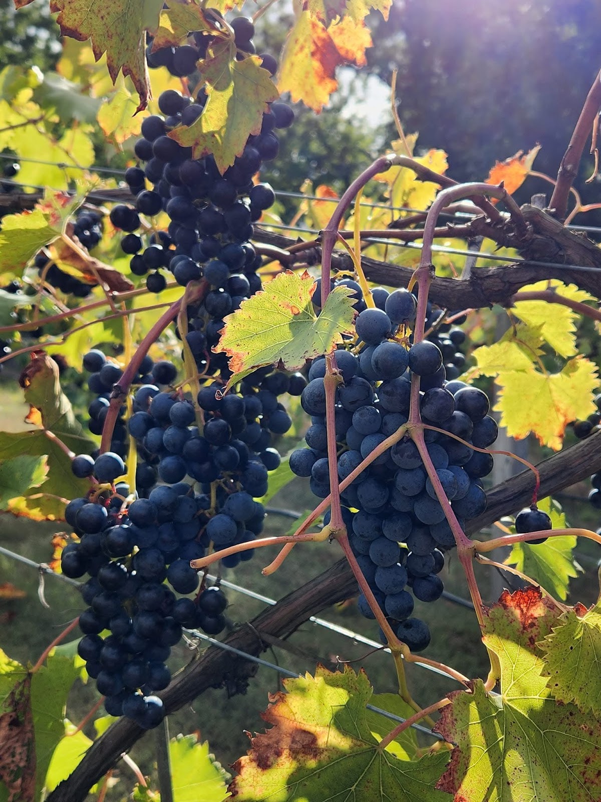 Feathervane Vineyard LLC