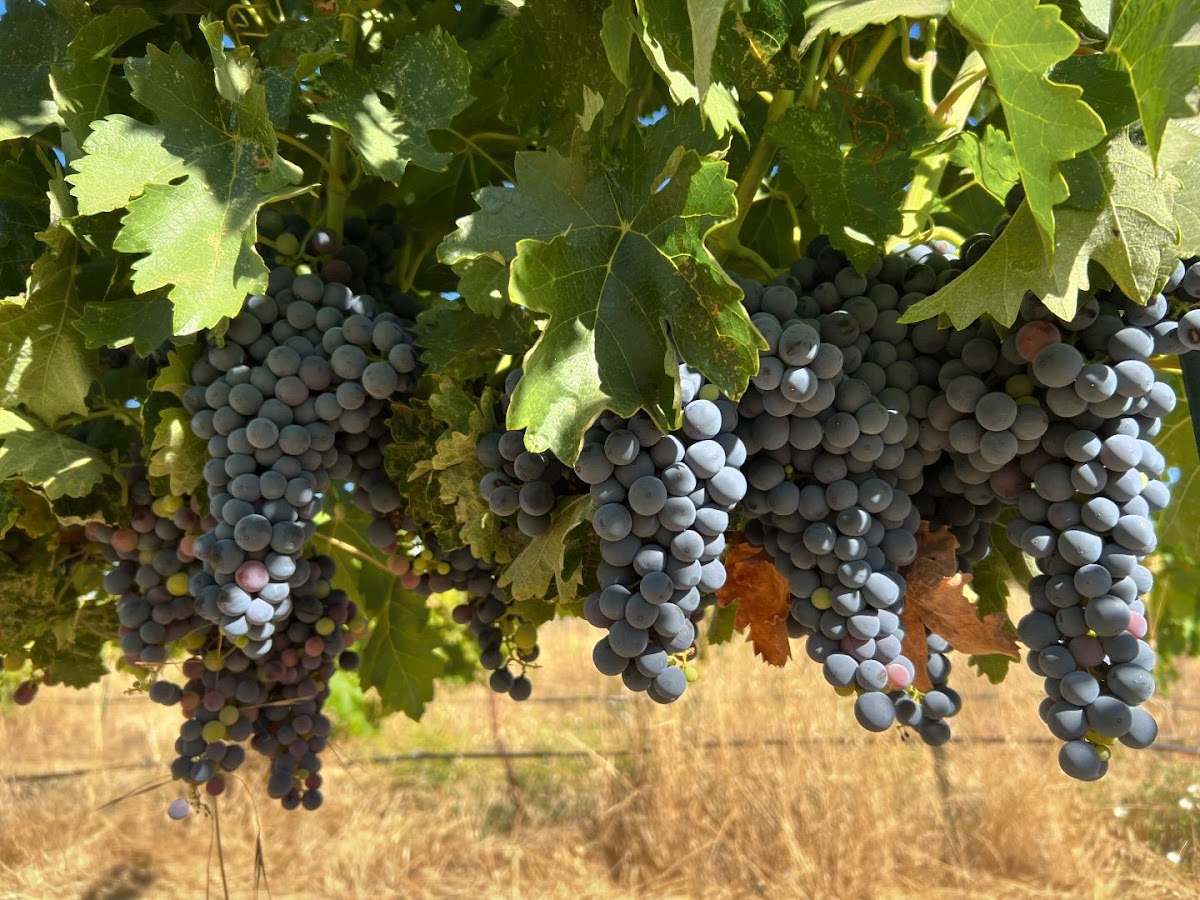 FJORD OAK WINERY LLC
