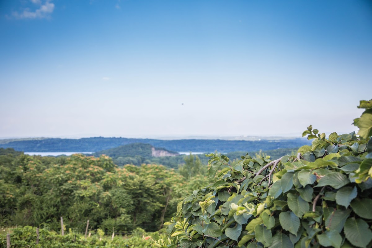 Fjord Vineyards LLC