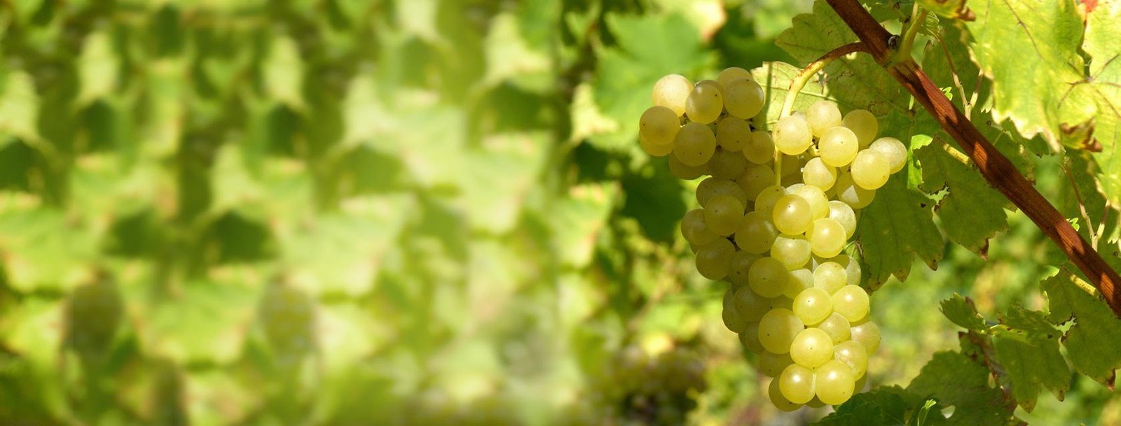 Domaine Hartmann André