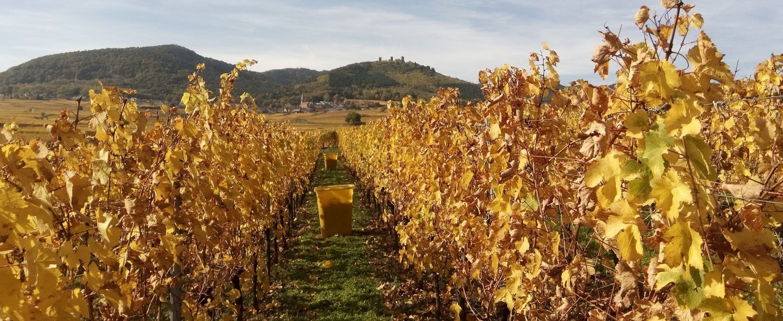 Domaine Stoffel Antoine