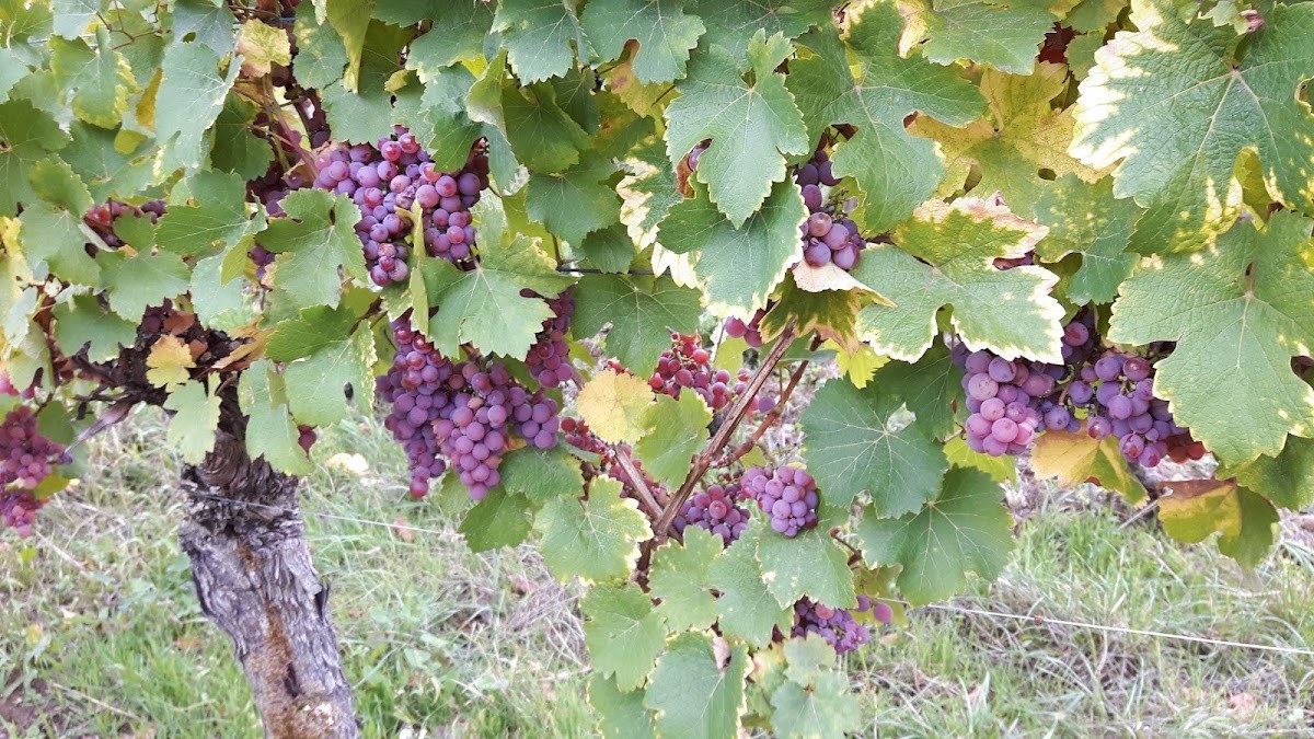 Domaine Straub Jean-Paul & Claude