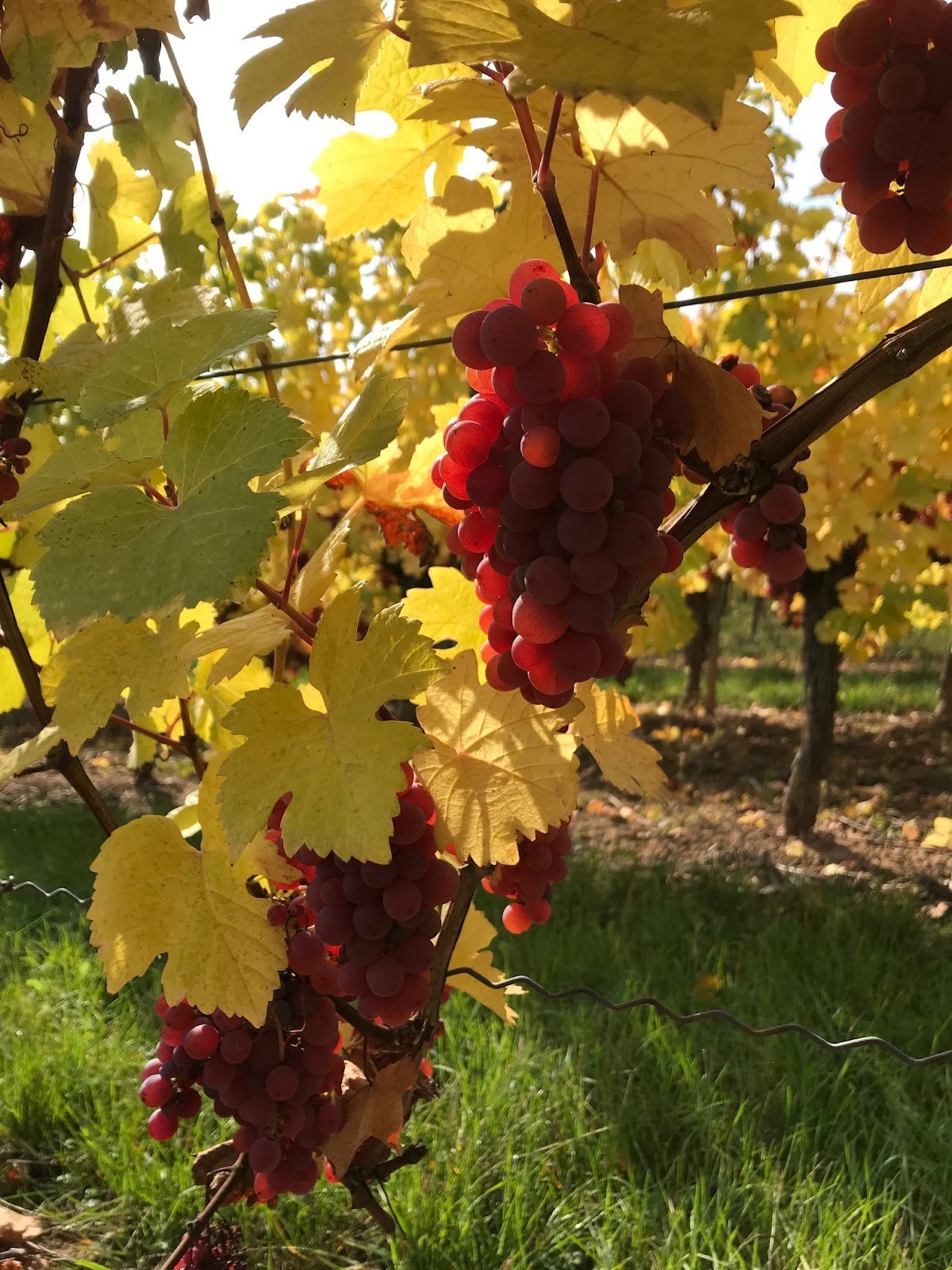 Vignoble Hinderer Et Wolff