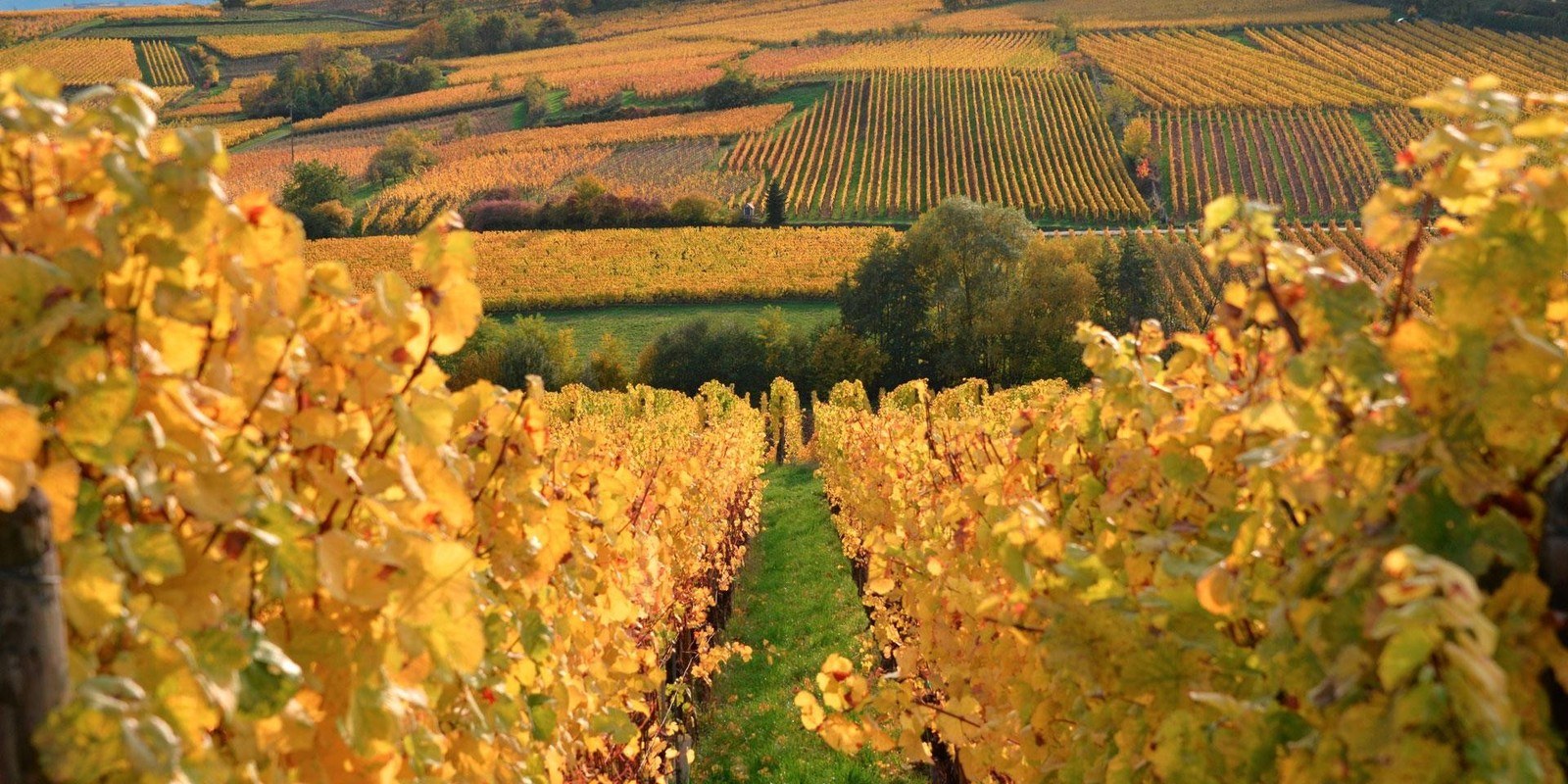 Domaine Spielmann Sylvie