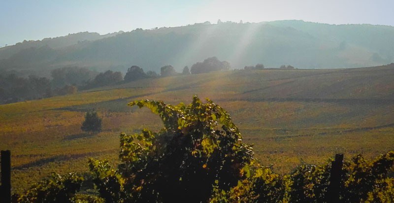 Domaine Joseph Scharsch