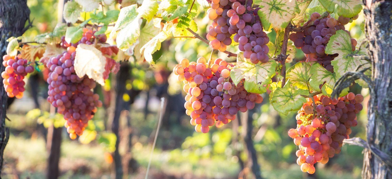 Domaine Seilly