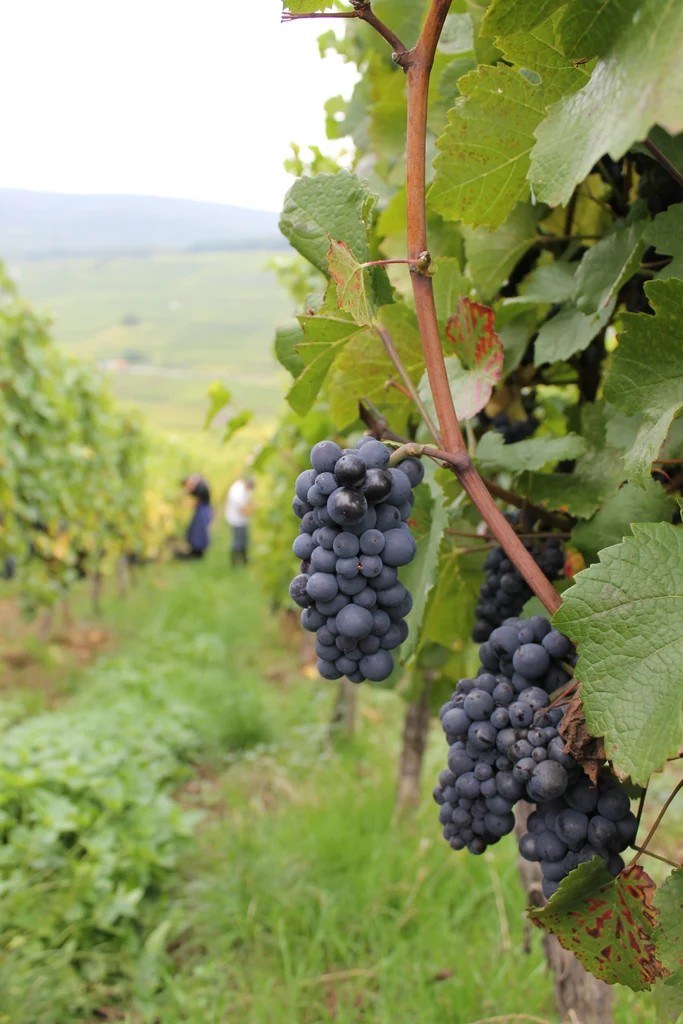 Domaine Welty Jean Michel
