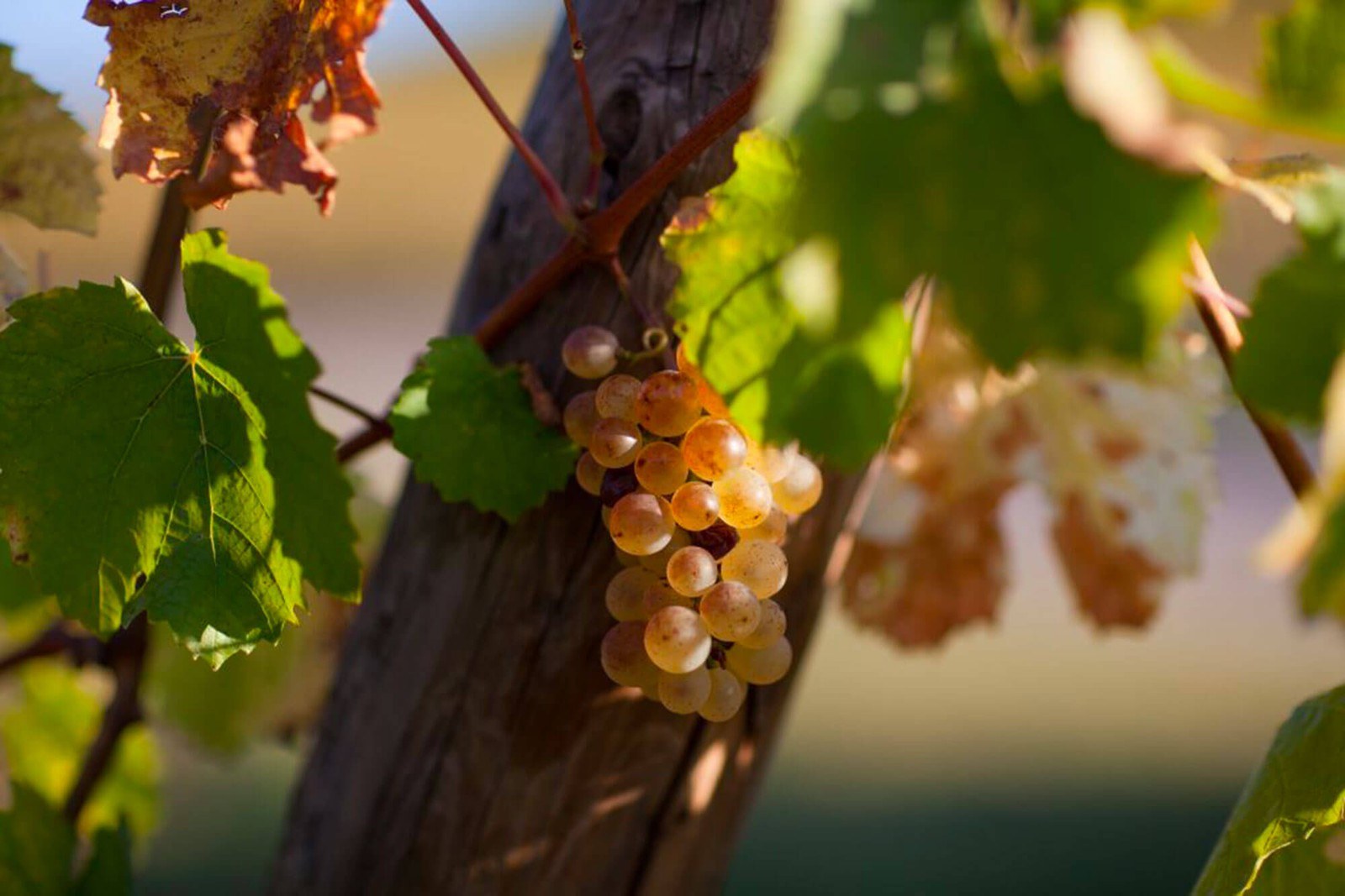 Domaine Agape
