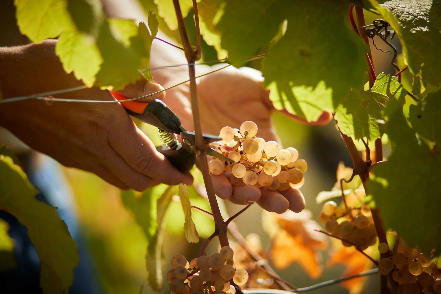 Domaine Jean Lehmann