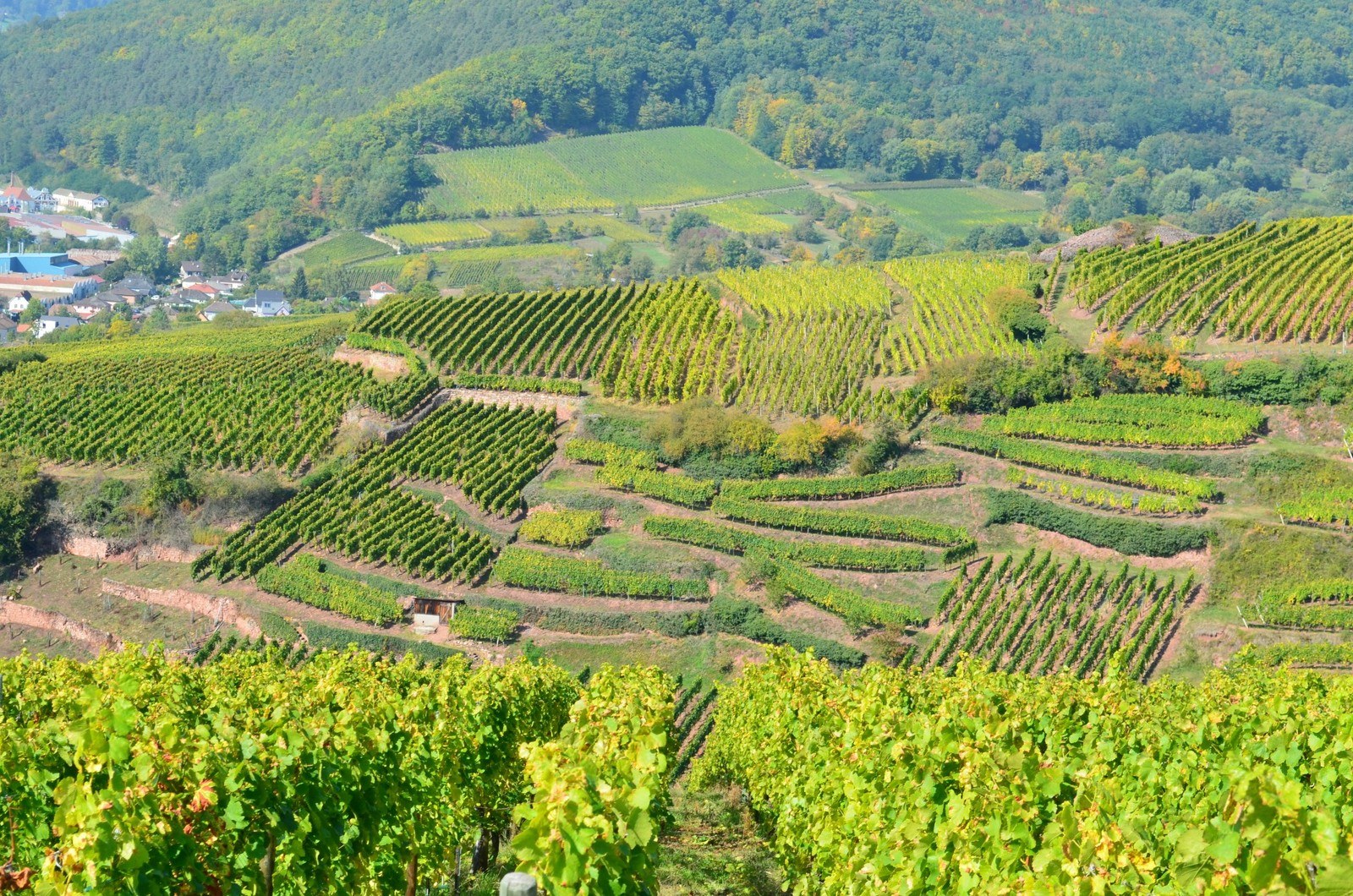 Domaine Jean-Marie Haag