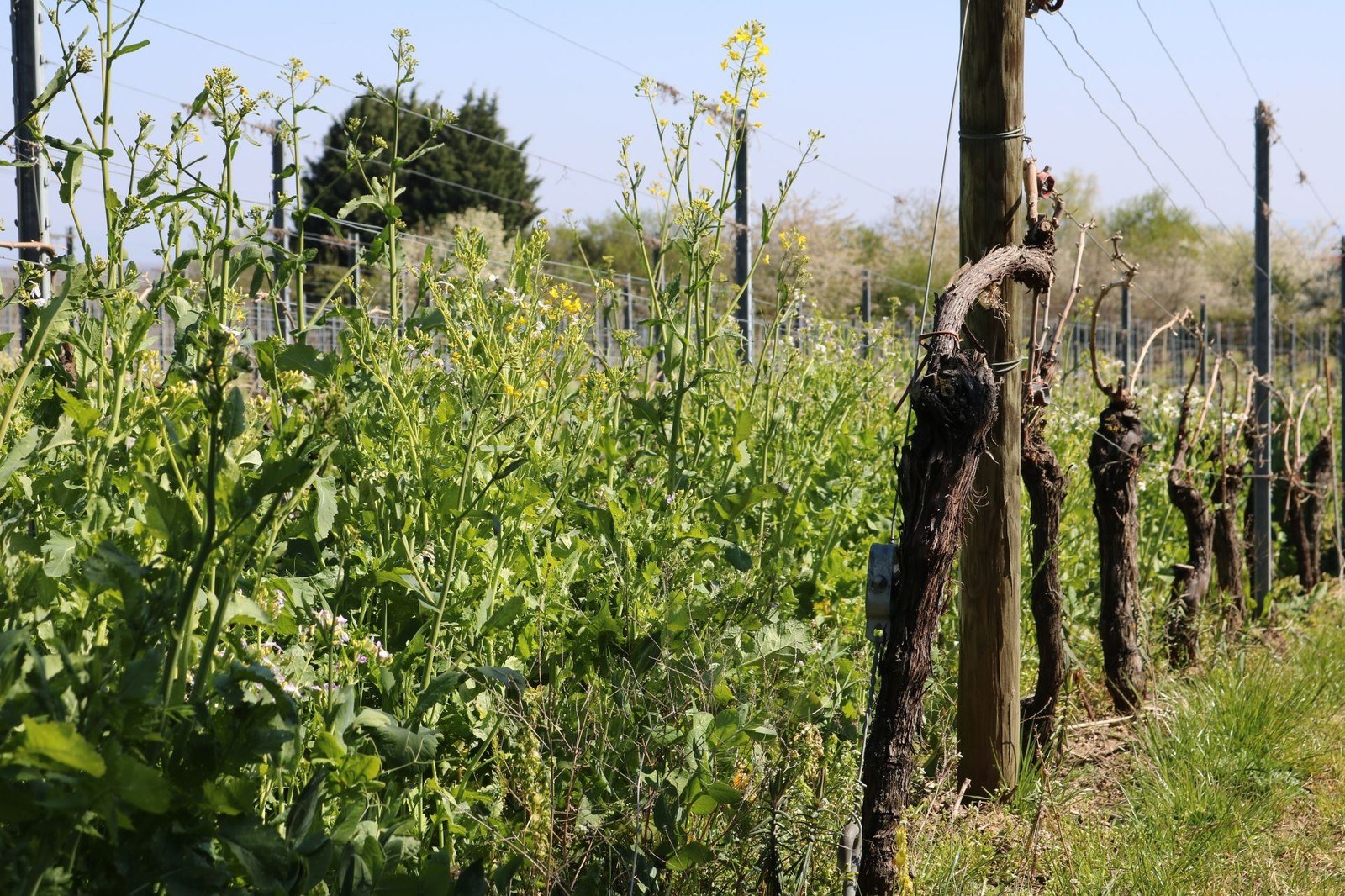 Domaine Muller-Koeberlé